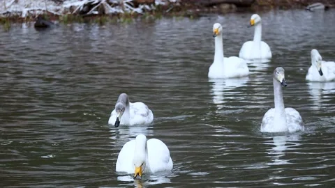 Snow and Swans Stock Footage 234282227
