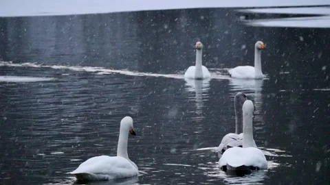 Snow and Swans Stock Footage 234282324