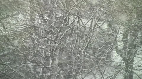 Snow and Tree Branches Stock Footage 10689092