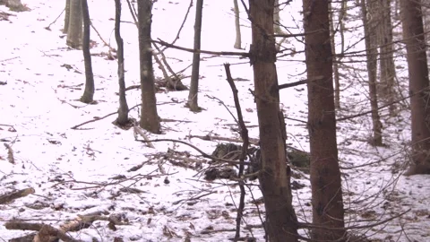 Snow and  tree branches Stock Footage 137641774