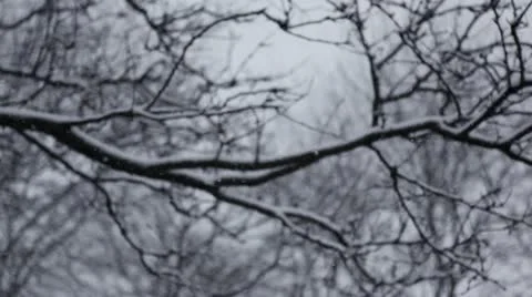 Snow and tree branches - rack focus Stock Footage 22115368