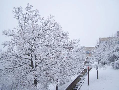Snow and tree Stock Photos