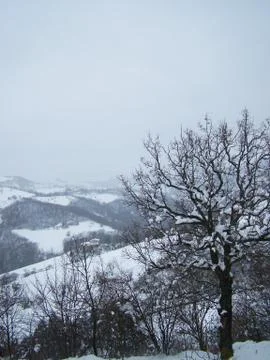 Snow and tree Stock Photos