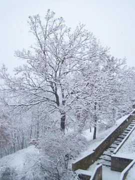 Snow and tree Stock Photos