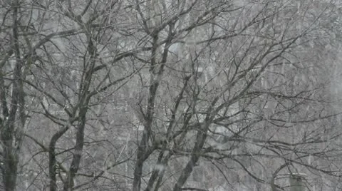 Snow and Trees Stock Footage 10734555