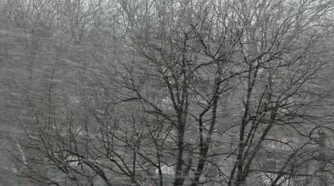 Snow and Trees Stock Footage 10838563