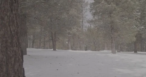Snow and trees 스톡 동영상 87724634