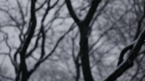 Snow and trees - pan left to right Stock Footage 22115883