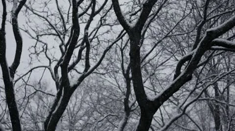 Snow and trees - pan left to right Stock Footage 22117440