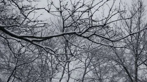 Snow and trees - pan right to left Stock Footage 22118159