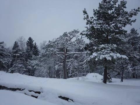 Snow and trees 库存照片