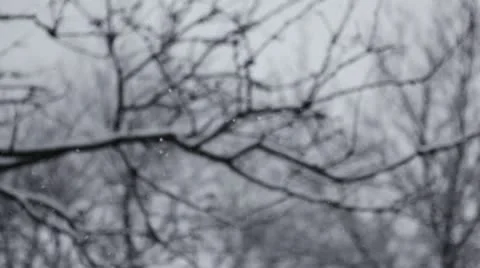 Snow and trees - rack focus Stock Footage 22116198