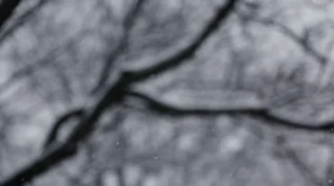 Snow and trees - rack focus Stock Footage 22118781