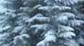 Snow and trees. Shallow DOF. HD Footage