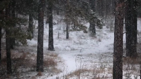 Snow and wind, bad winter weather in the pine trees forest, hd video Video stock 102817068