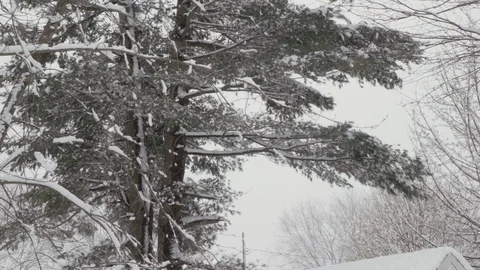 Snow and wind blows branches on large pine tree medium shot Stock Footage 87561286