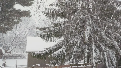 Snow and wind blows branches on large pine tree Stock Footage 87561896