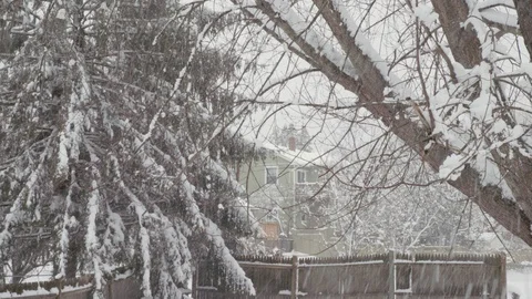 Snow and wind blows tree branches in backyard 스톡 동영상 87562138