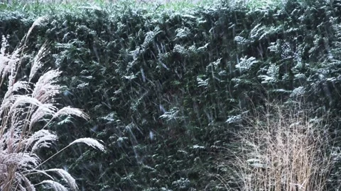 Snow and wind in the garden Video stock 147668597