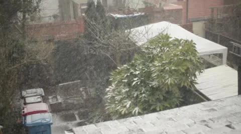 Snow and Wind on Gardens Stock Footage 22279111