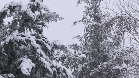 Snow and wind hitting trees Stock Footage 166871117