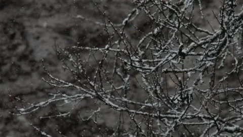 Snow and wind swaying black snow-covered tree branches in the forest, close-u Video stock 300879625