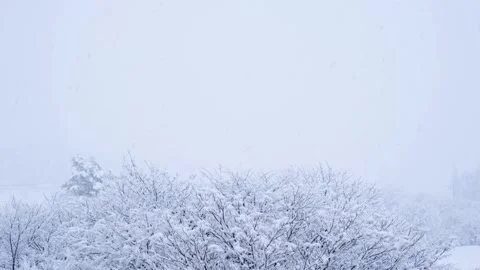 Snow and winter white background, large copy space, falling snow and trees Stock Footage 328483932