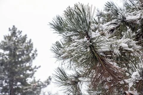 Snow on Austrian Pine Needles in Winter Garden Stock Photos