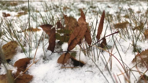 Snow with autumn leaf Stock Footage 162940648