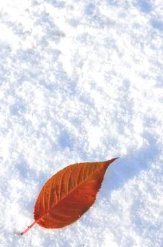 Snow background Stock Photos