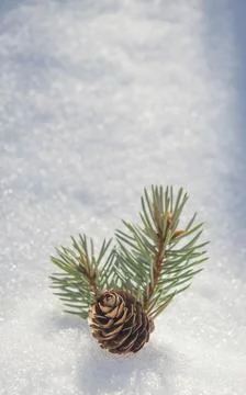 Snow background with pine cone and fir branch. A cone from a Christmas tree l Stock Photos