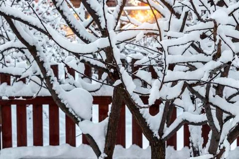 Snow in the backyard Foto stock