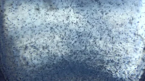 Snow ball Stock Footage 143276874