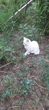 Snow ball kitten Stock Photos