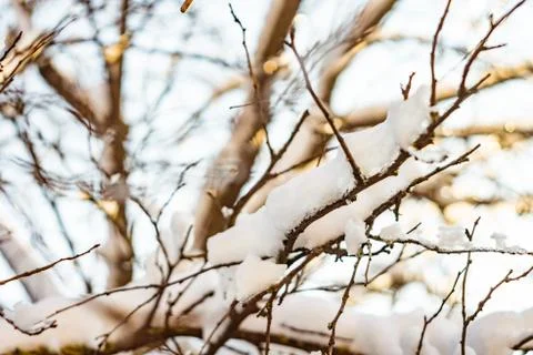 Snow on the bare tree branches in winter day. Фото