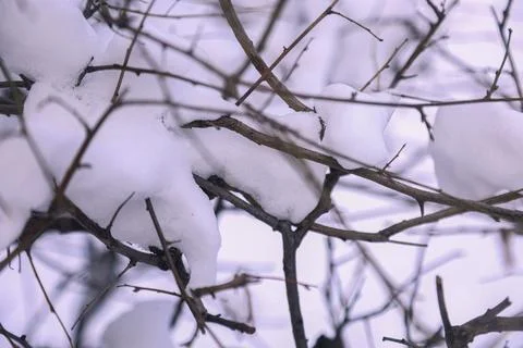 Snow on bare tree branches in winter Stock Photos