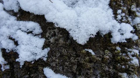 Snow on the bark of an old tree, bark of a coniferous tree Stock Photos