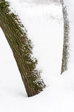 Snow in the bark of a pine tree texture selective focus Stock Photos