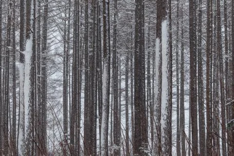 Snow battered tree trunks in a winter woodland Stock Photos