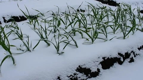 Snow on a bed with garlic Stock Footage 130368701