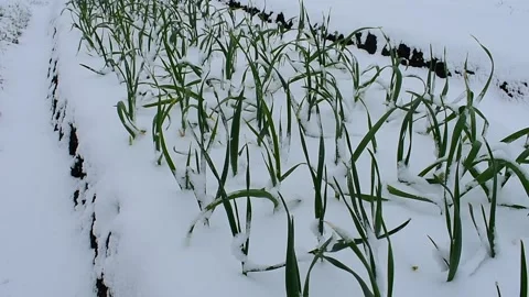 Snow on a bed with garlic,  medium shot Stock Footage 130368698