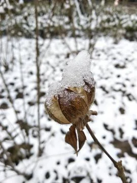 Snow begin to melt on a withered plant Stock Photos