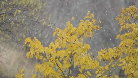 Snow at the beginning of winter Video stock 224656705