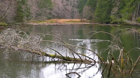 Snow begins to fall on mountain lake Olympic Peninsula Rainforest 動画素材 83737145