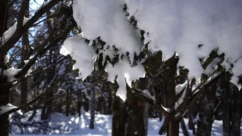 Snow Being Melted by the Sun Stock Footage 85675402