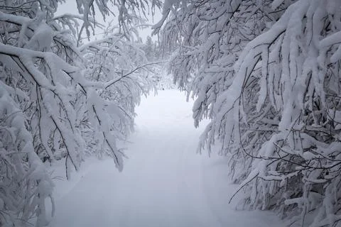 Snow that bends Fotos de archivo