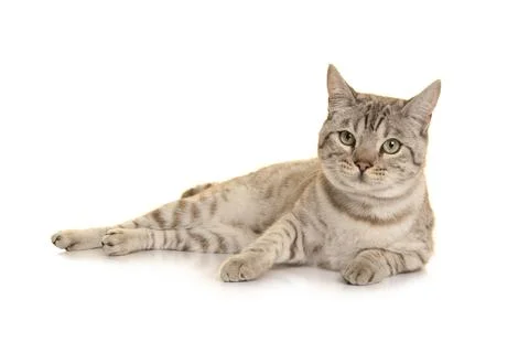 Snow bengal cat lying down looking at the camera on a white background Foto stock