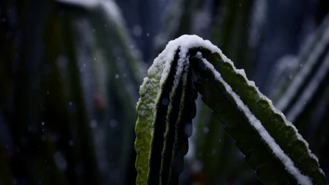 Snow on Bent Cactus Stock Footage