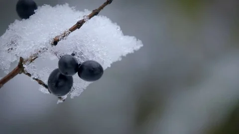 The snow on the berries. Video stock 69769055