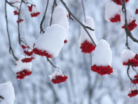 Snow on berries Stock Photos